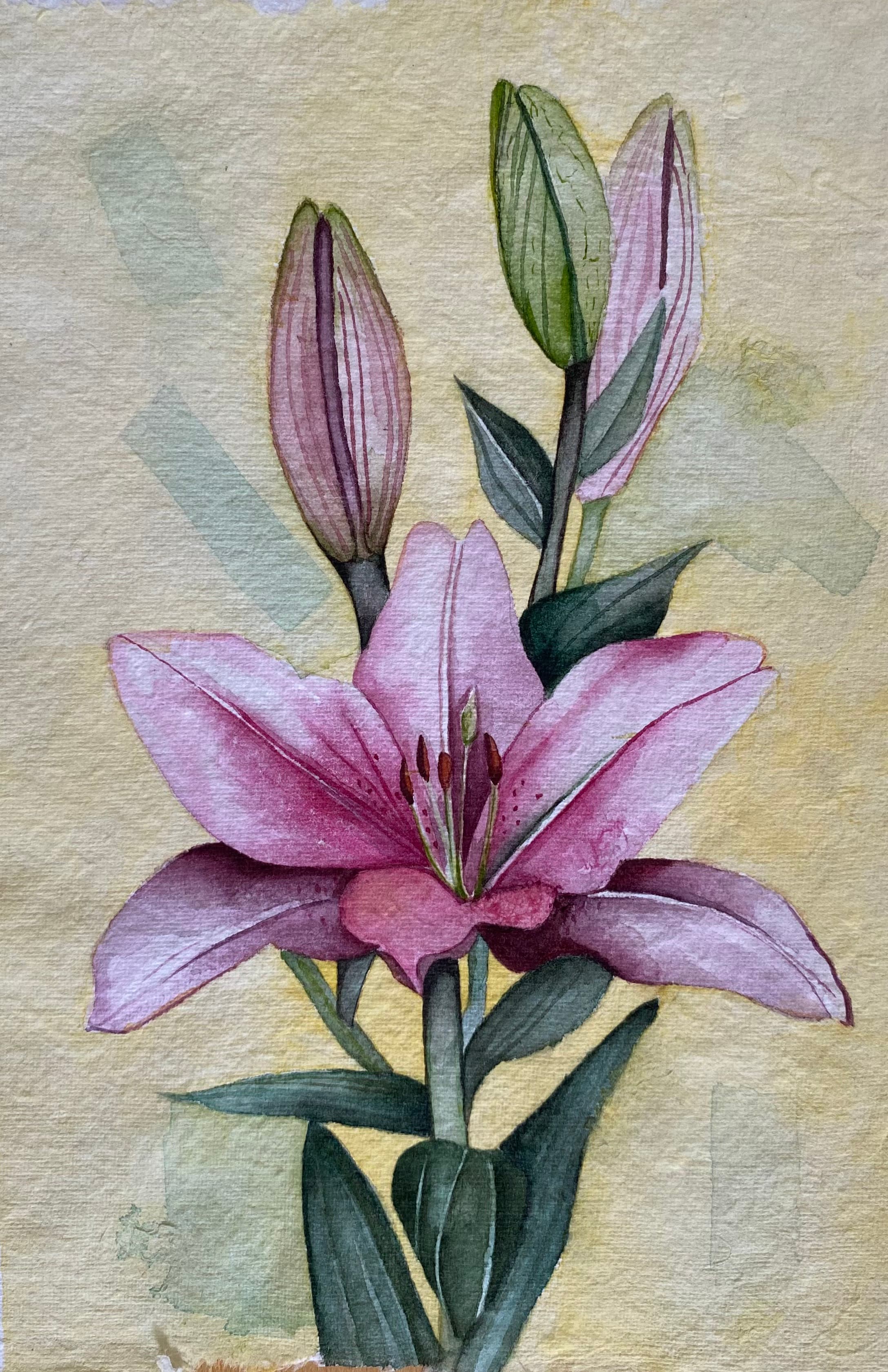 Lily in Bloom