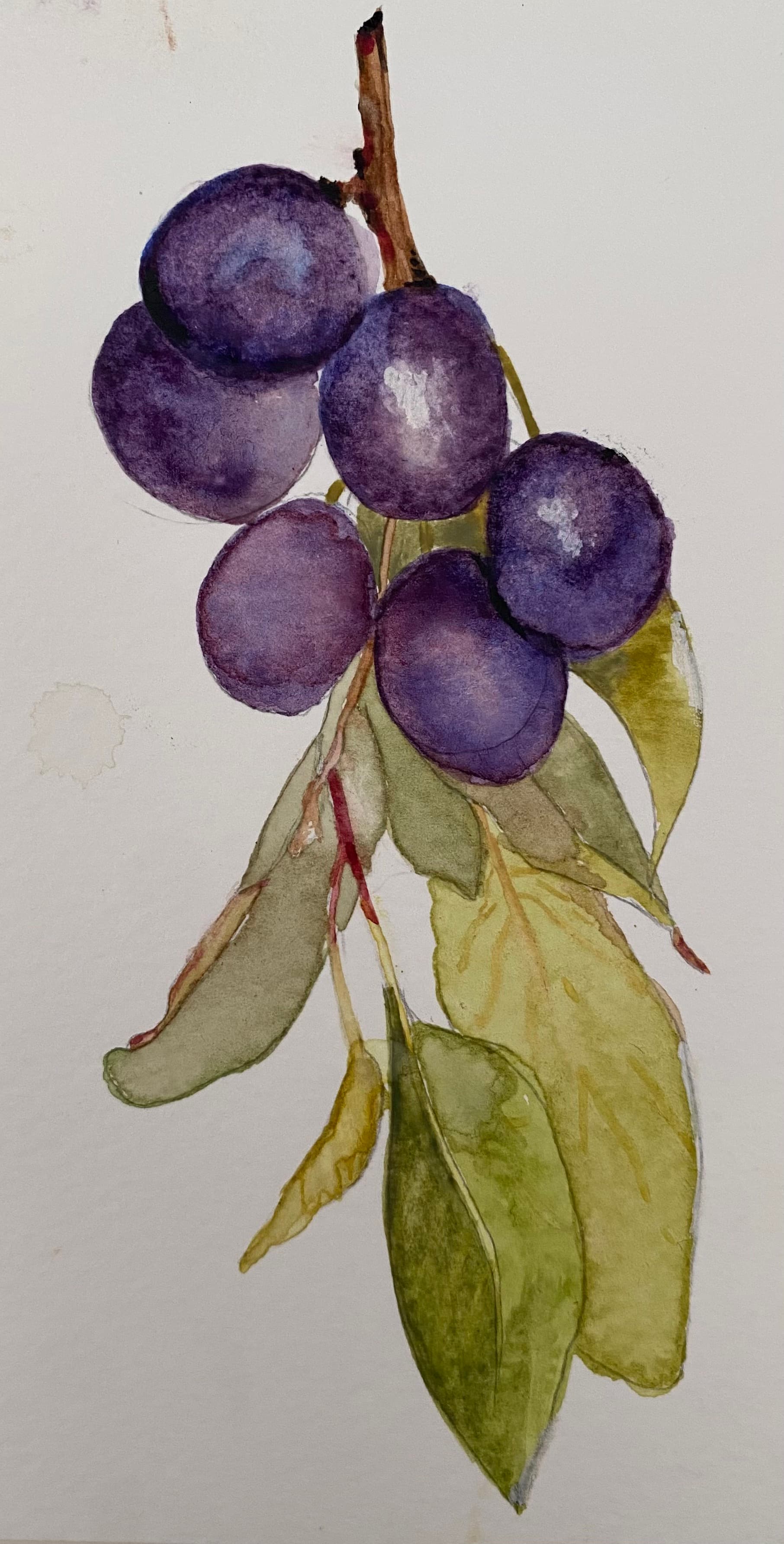 Grape Essence