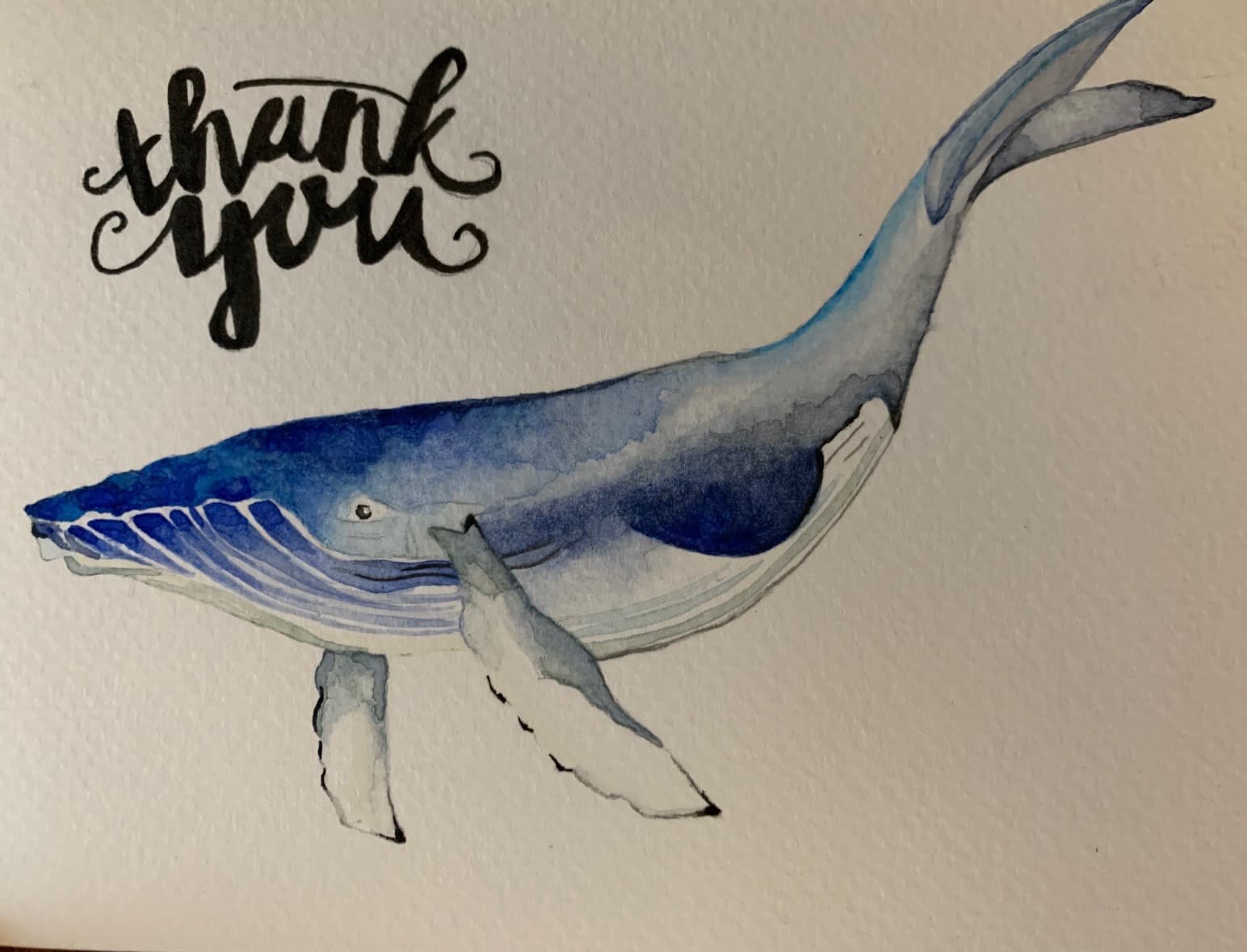 Ocean Ambassador